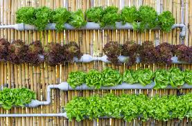 Sustainable Gardening How to Grow a Greener Backyard