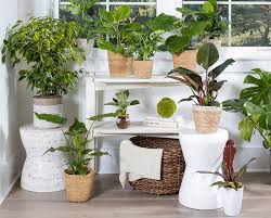 The Ultimate Guide to Indoor Plants Care Tips for Every Room