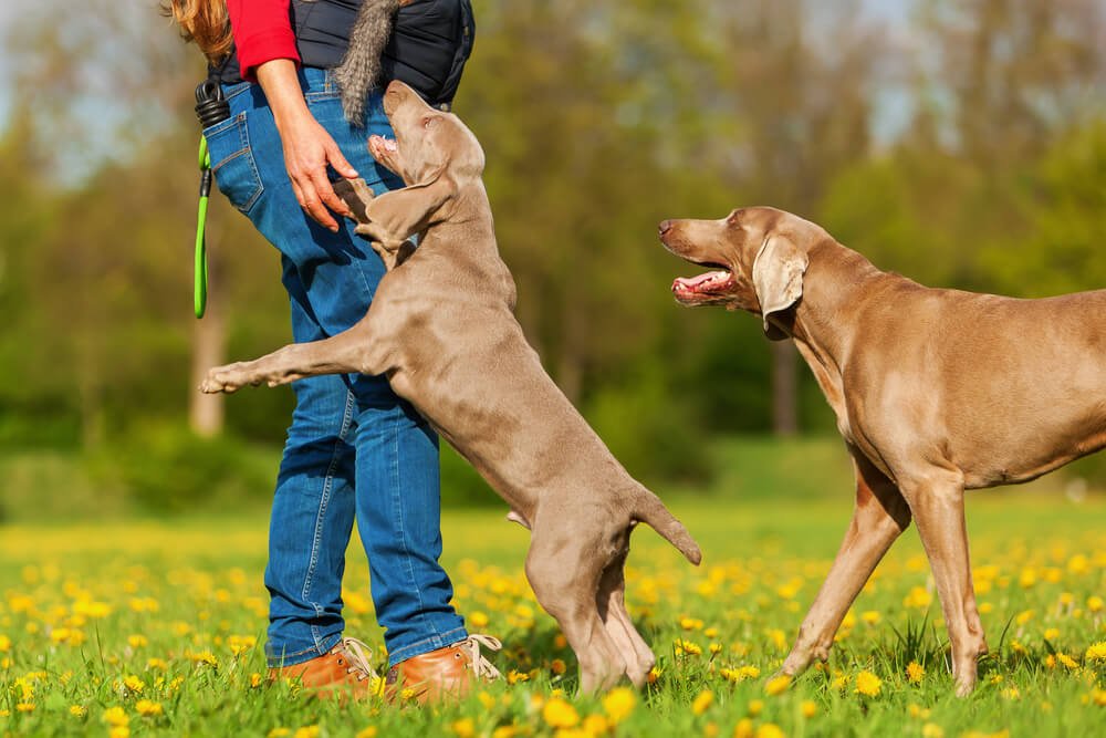 Tips for Preparing Your Dog for Their First Boarding Experience